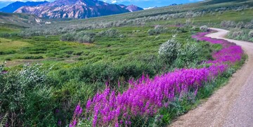 Amerika, Aljaska, Denali National Park, putovanja zrakoplovom u Ameriku, grupni polasci