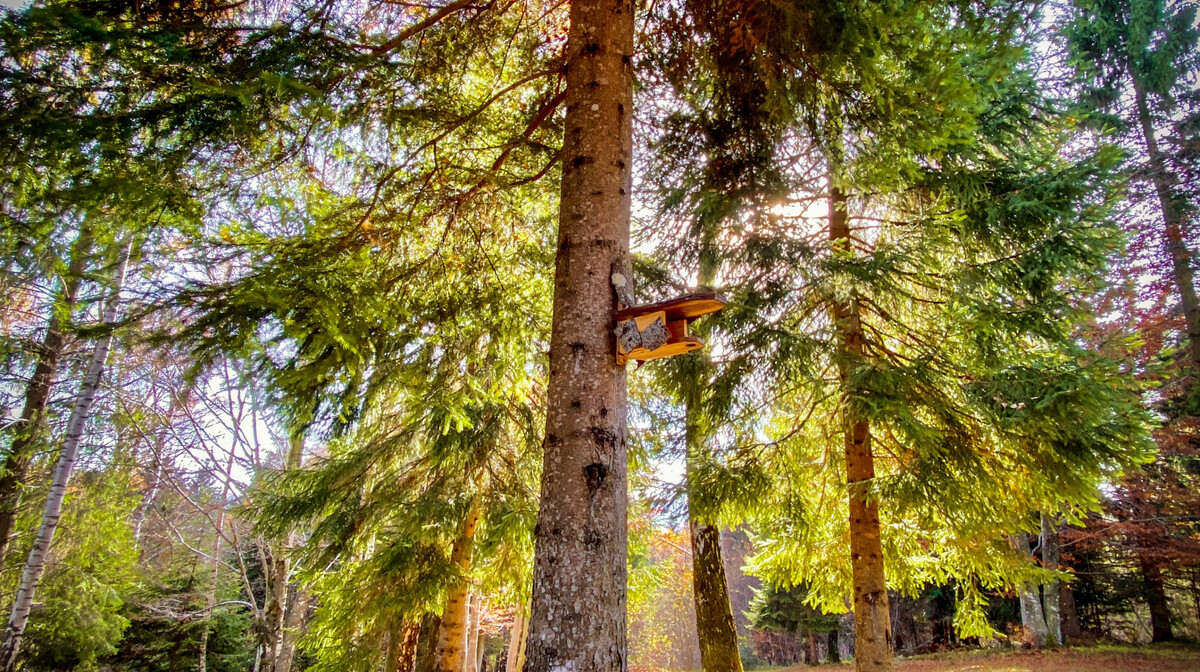 Gorski Kotar, Pine Lodge Hlevci, priroda