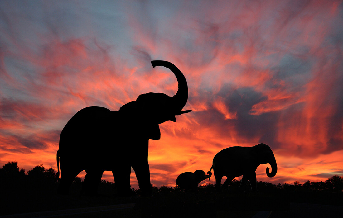 Tanzanija, slonovi u spektakularnom zalasku sunca, Serengeti