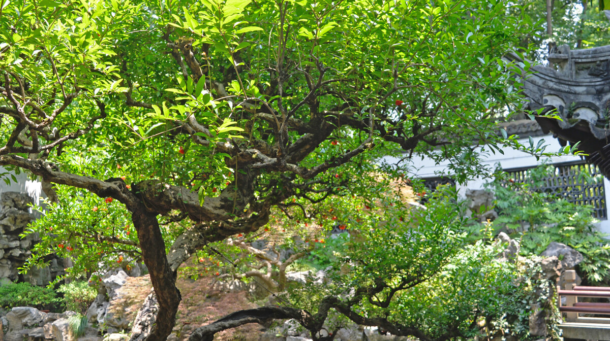 Kina - YU VRT Antonija Putić