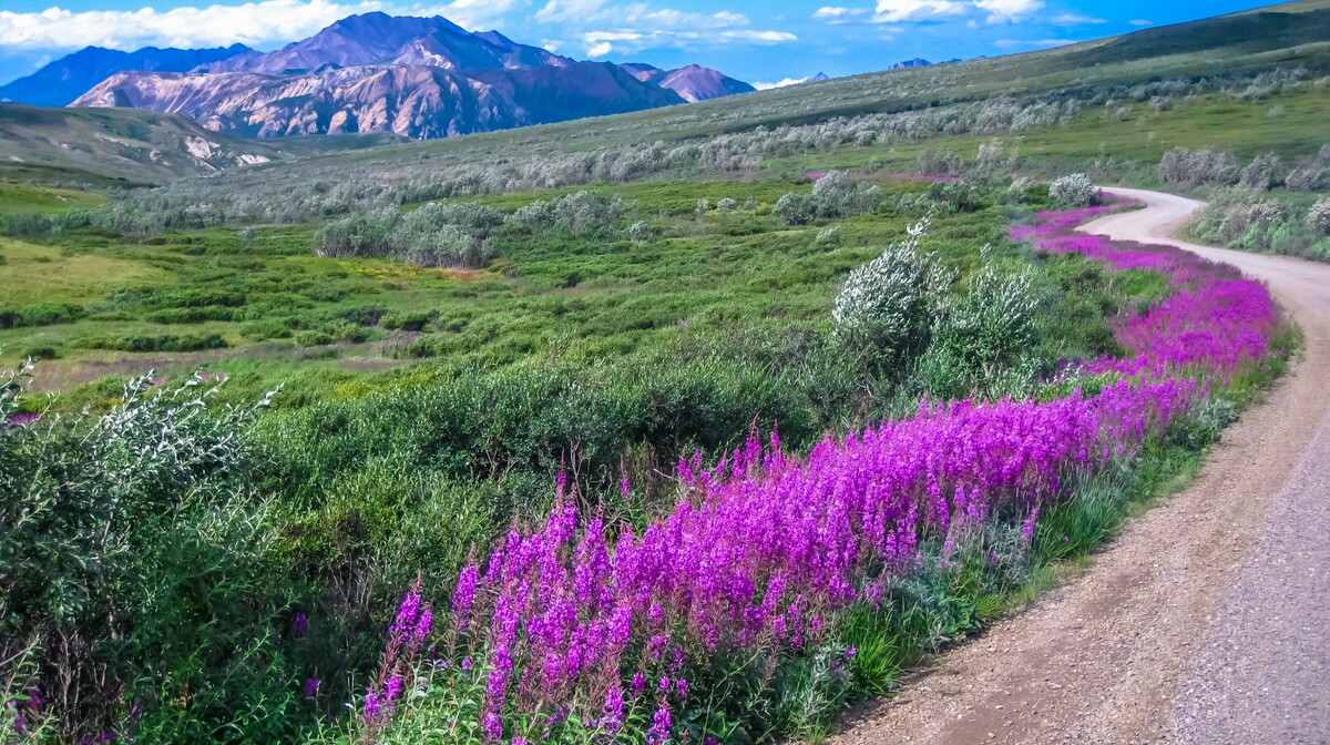 Amerika, Aljaska, Denali National Park, putovanja zrakoplovom u Ameriku, grupni polasci