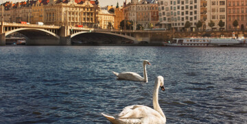Rijeka Vltava i labudovi, putovanje u Prag, garantirani polasci, europa autobusom