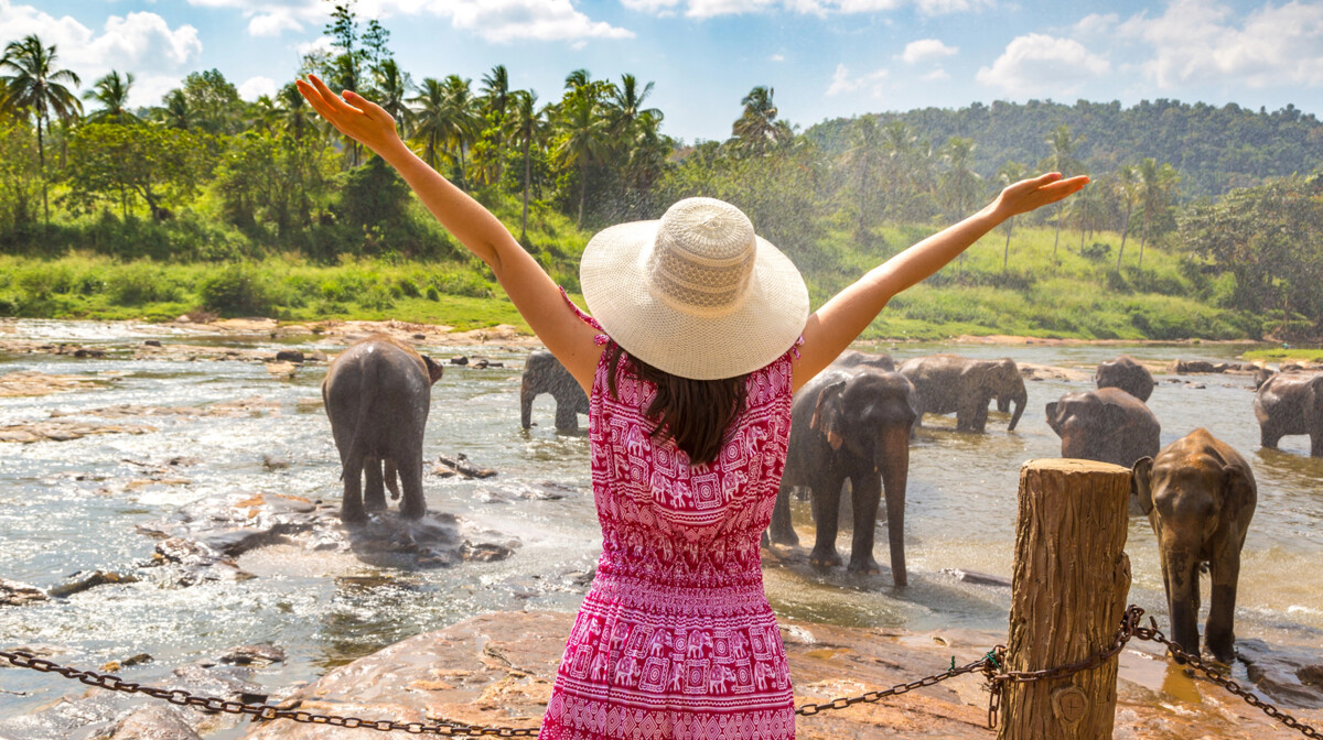 Šri Lanka,, slonovi u sirotištu za slonove u Šri Lanki