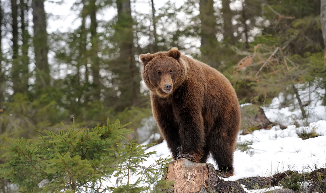 Putovanje Lika i Velebit, medvjed zimi, garantirani polasci, putovanje sa pratiteljem, vođene ture