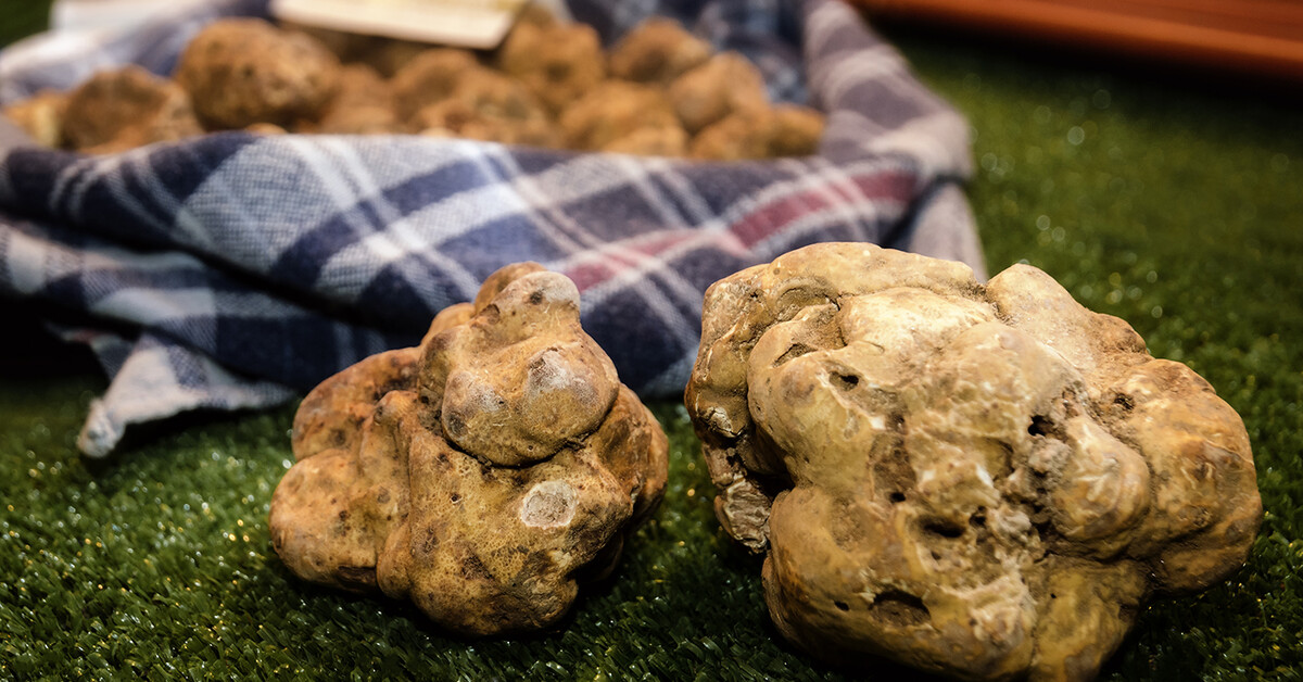 Istria Truffle hunting Mondo Travel