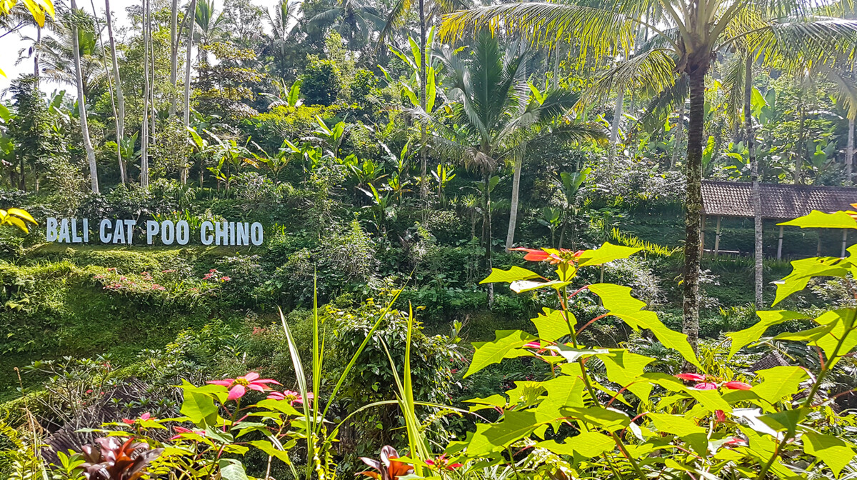 Bali - Plantaža kave na Baliju skrivena u džungli.