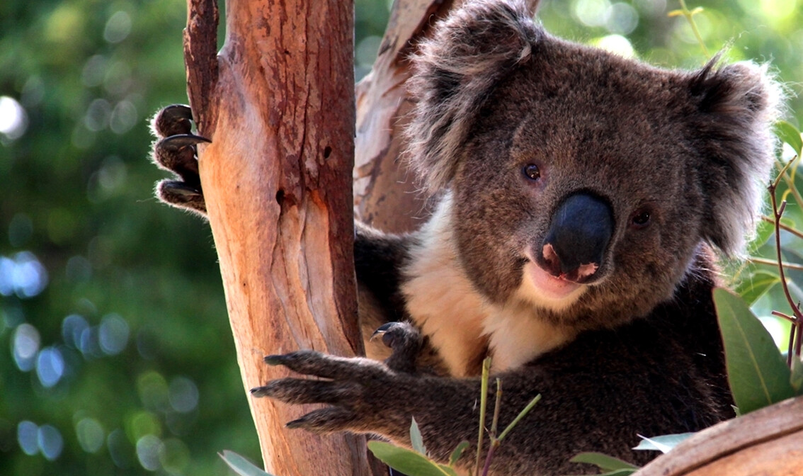 Koala na drvetu, daleka putovanja, putovanje Australija, individualni polasci, garantirani polasci