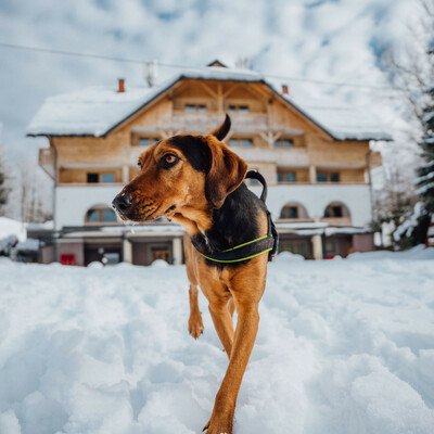 Hotel Bohinj, zimska