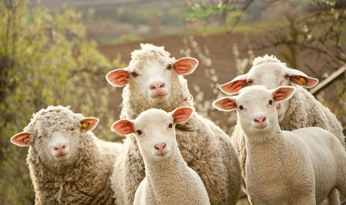 Australske ovce, putovanje u Australiju, daleka putovanja, grupni polasci