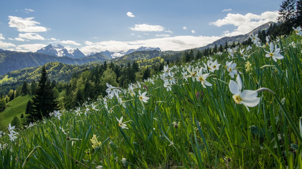 Planine u Sloveniji, kolekcija Upoznajmo Sloveniju, garantirani polasci