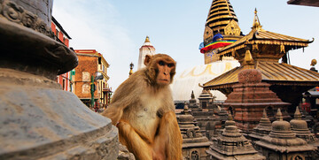 Nepal, majmun, Stupa Swayambhunath, garantirani polasci, putovanja sa pratiteljem, vođene ture