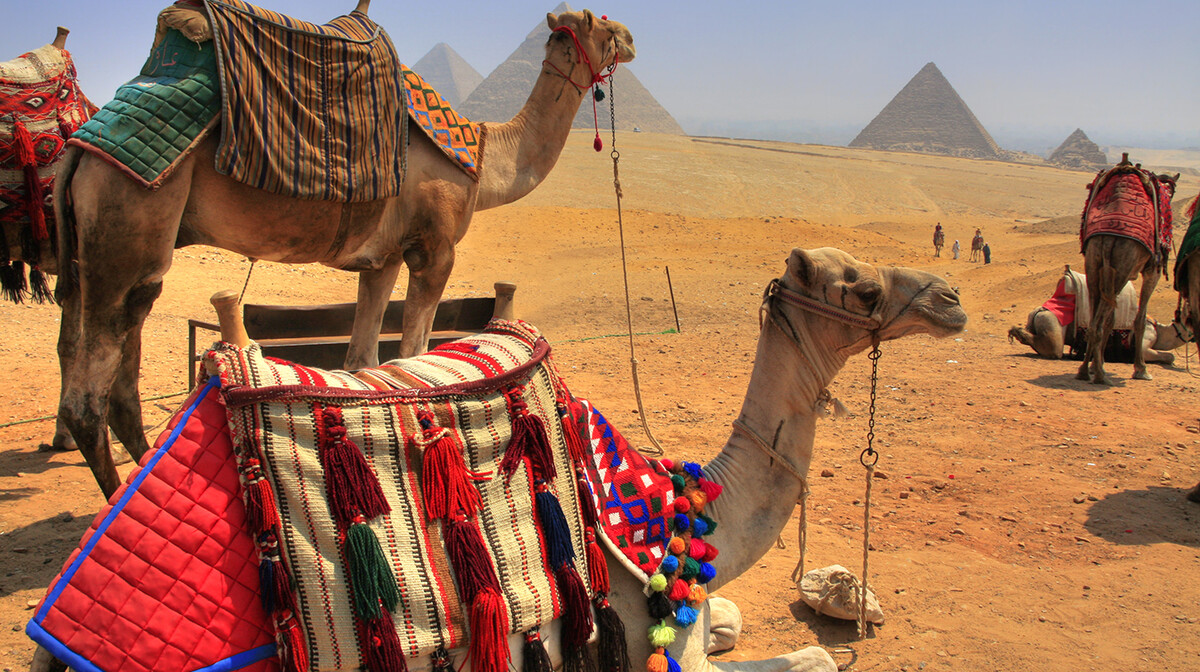 Deve i piramide u Gizi, putovanje i ljetovanje Egipat, krstarenje medietran, garantirani polasci
