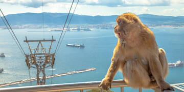 Majmun u Gibraltaru, putovanje u Andaluziju