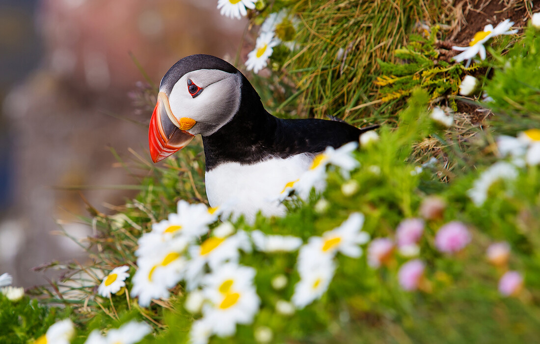 Puffin je ptica sa Islanda, putovanje na Island