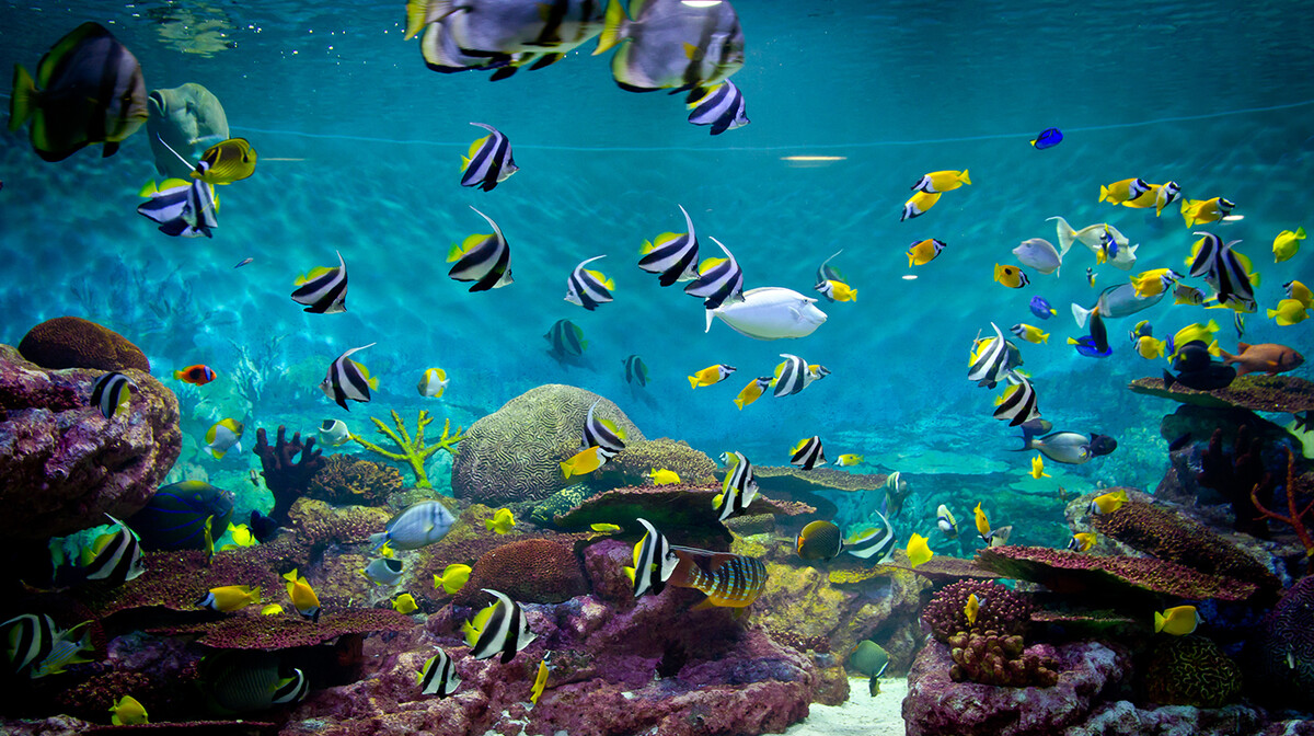 šarene ribe u Crvenom moru, putovanje Egipat, ljetovanje, mondo travel, garantirani polasci