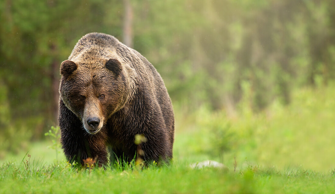 Putovanje Lika i Velebit, medvjed, garantirani polasci, putovanje sa pratiteljem, vođene ture