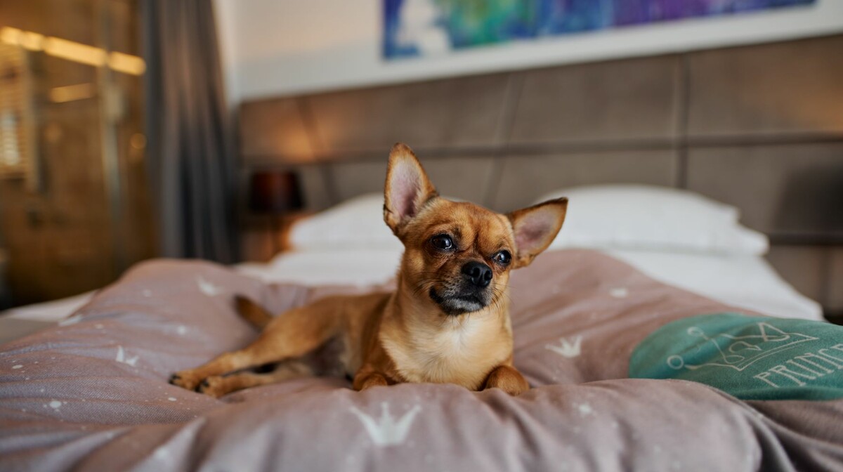 Hotel Paris,dog friendly 