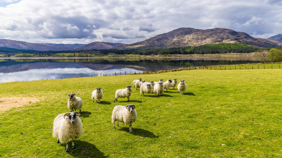 Škotska - jezero Loch Eil u blizini Fort Williama