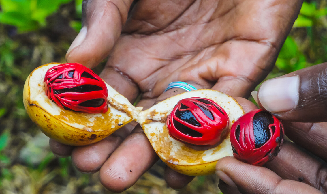 Zanzibar, mondo travel, daleka putovanja