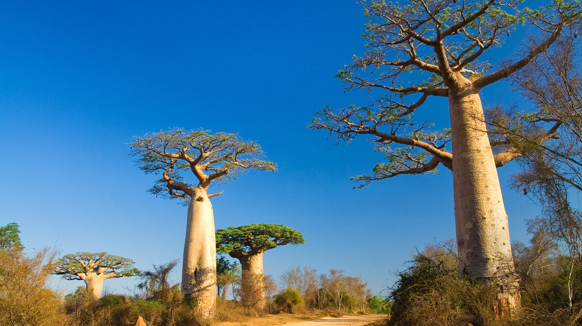 Madagaskar, baobab, vođene ture, grupni polasci, garantirana putovanja