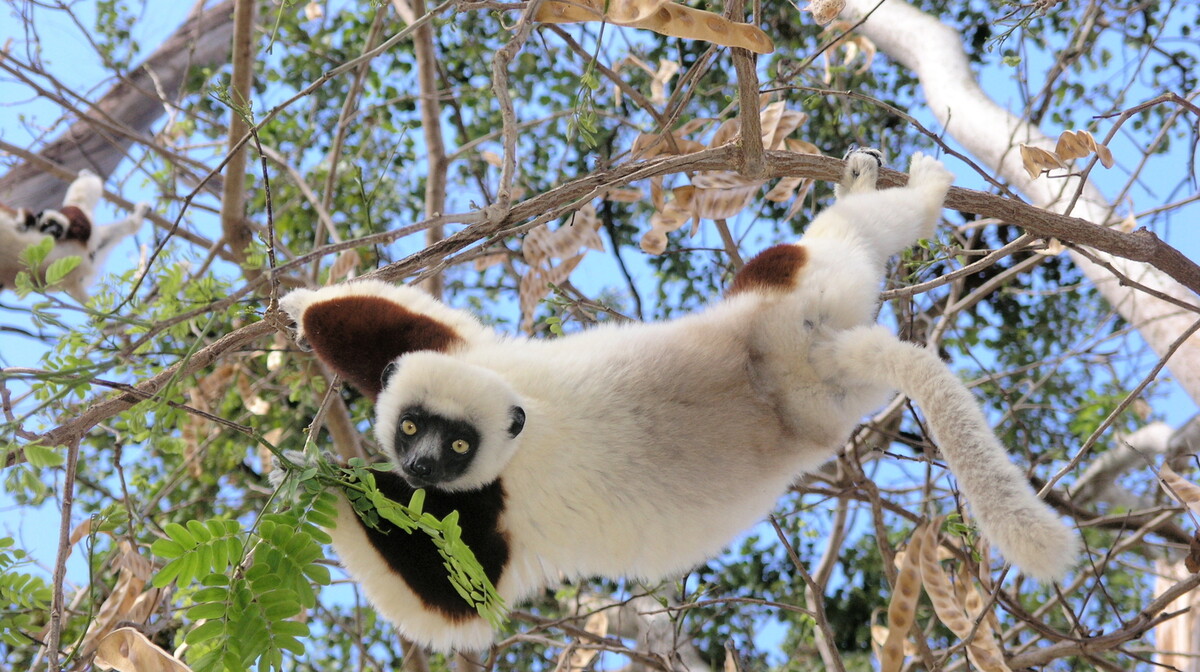 Madagaskar, lemurski majmun, vođene ture, grupni polasci, garantirana putovanja