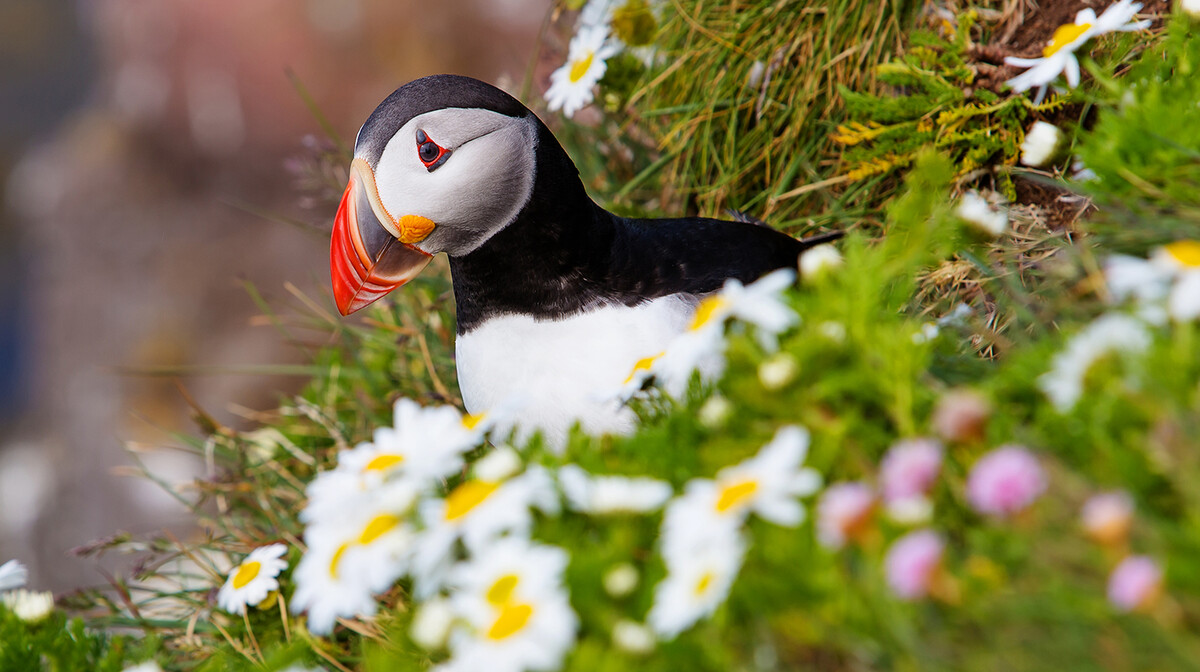 Puffin je ptica sa Islanda, putovanje na Island