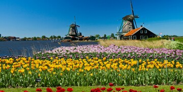 Polja šarenih tulipana,  putovanje u Amsterdam i mala nizozemska tura