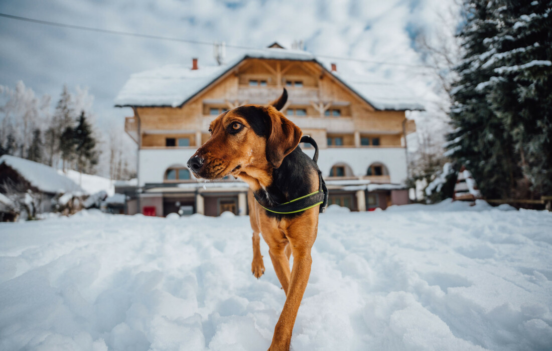 Hotel Bohinj, zimska