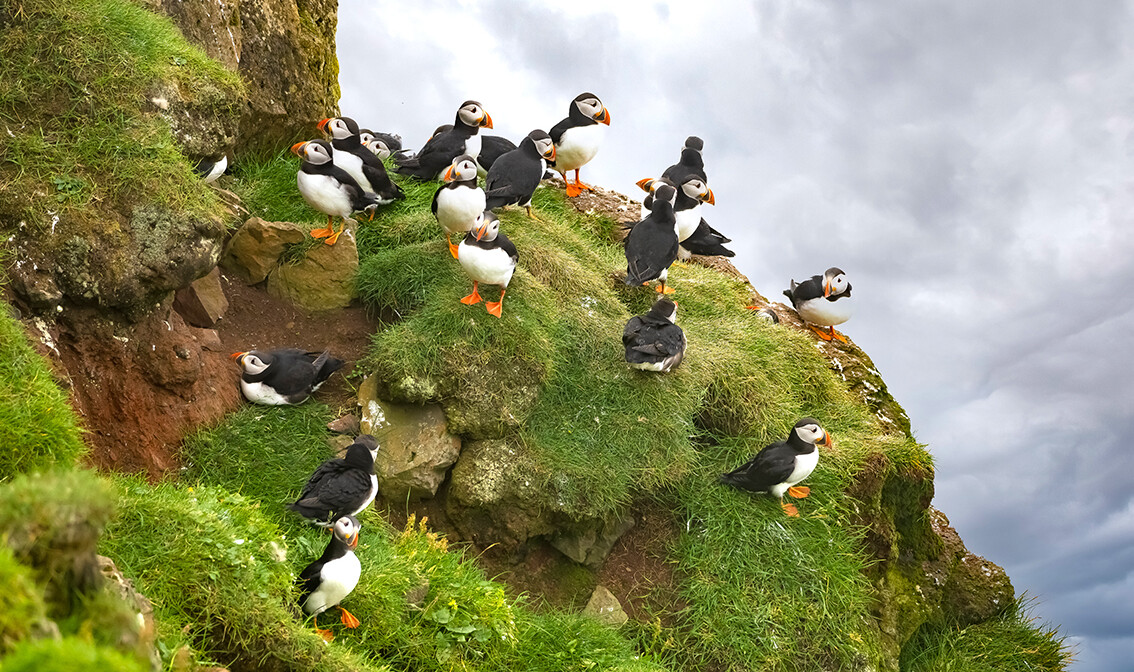 otok Mykines, Farski otoci, Atlantic puffins