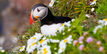 Puffin je ptica sa Islanda, putovanje na Island