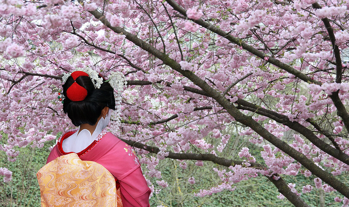 Sakura i japanska gejša, japanske trešnje, putovanje Japan, daleka putovanja, garantirani polasci