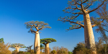 Madagaskar, baobab, vođene ture, grupni polasci, garantirana putovanja