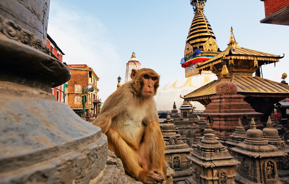 Nepal, majmun, Stupa Swayambhunath, garantirani polasci, putovanja sa pratiteljem, vođene ture