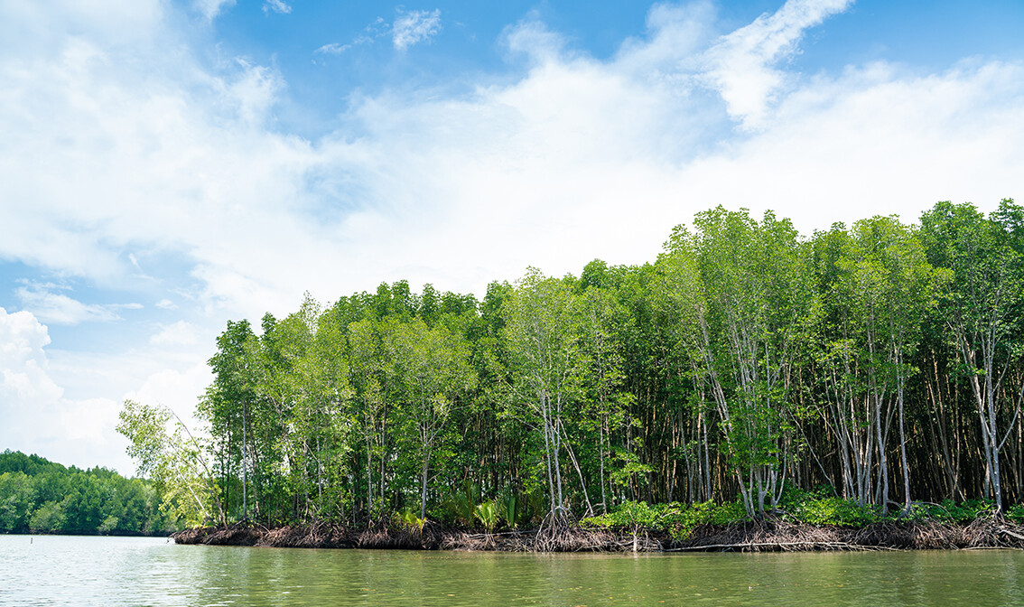 mangrove šuma, putovanja zrakoplovom, Mondo travel, daleka putovanja, garantirani polazak