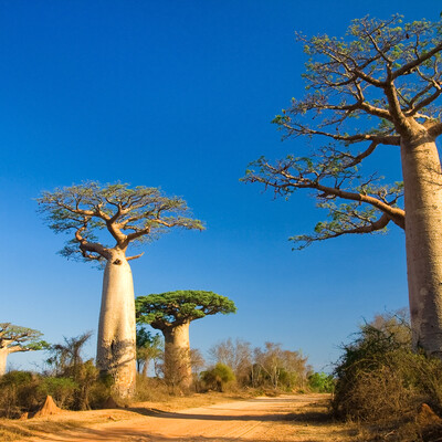 Madagaskar, baobab, vođene ture, grupni polasci, garantirana putovanja