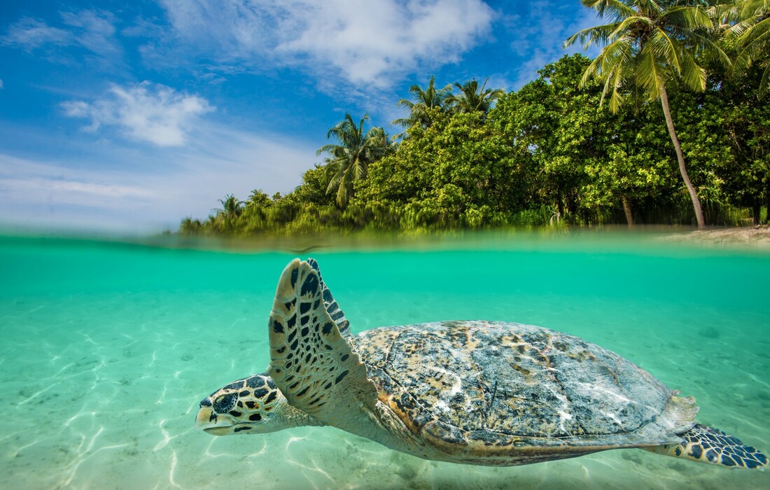 Zanzibar, mondo travel, daleka putovanja