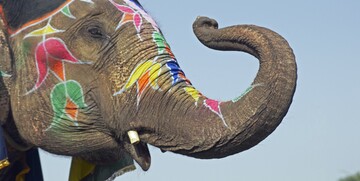 indijski slon, putovanja zrakoplovom, Mondo travel, daleka putovanja, garantirani polazak