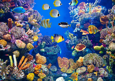 Šarene ribice u Crvenom moru, putovanje Egipat, ljetovanje, mondo travel, garantirani polasci