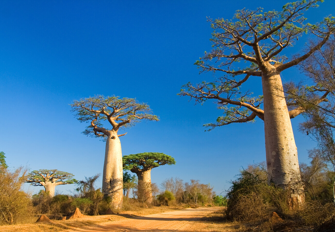 Madagaskar, baobab, vođene ture, grupni polasci, garantirana putovanja