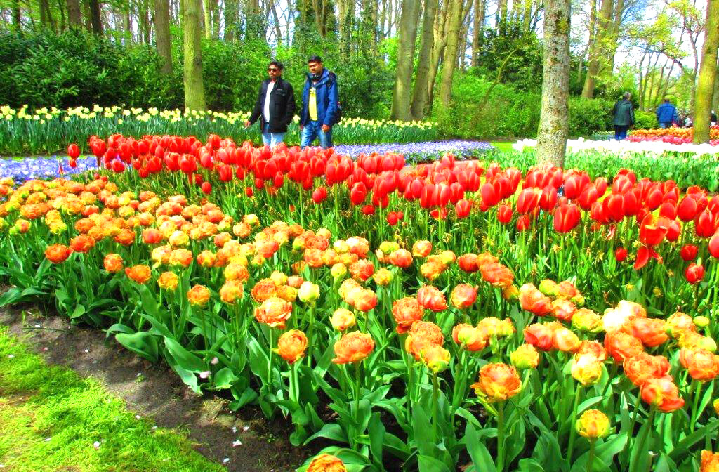 Keukenhof