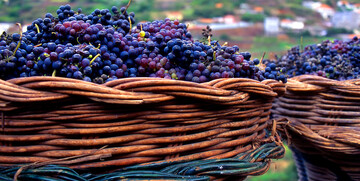 Madeira, grožđe, garantirani polasci, vođene ture, putovanje sa pratiteljem