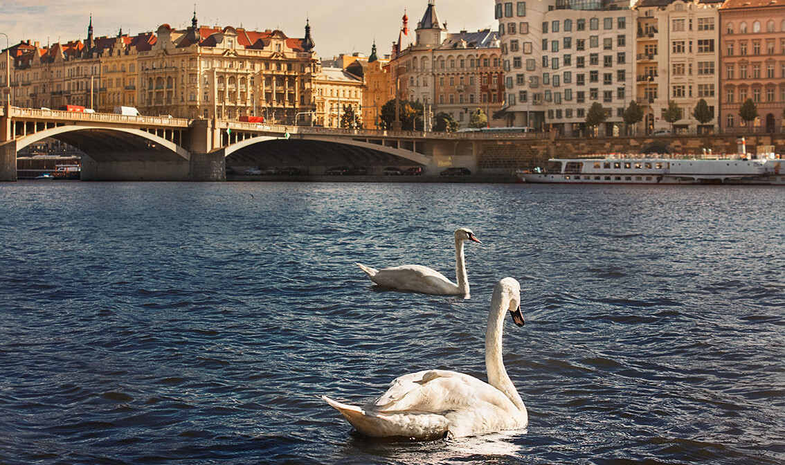 Rijeka Vltava i labudovi, putovanje u Prag, garantirani polasci, europa autobusom