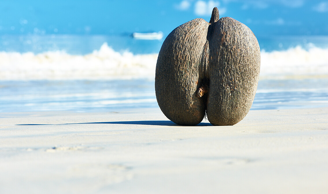 morski kokos, plaže Sejšeli, daleka putovanja, garantirani polasci