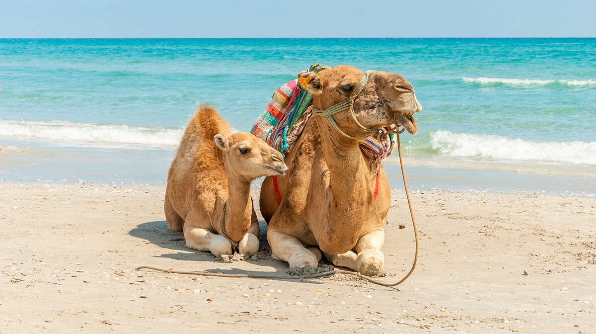 Deva na plaži, ljetovanje Tunis, mediteran, let posebnim zrakoplovom za tunis, garantirani polasci