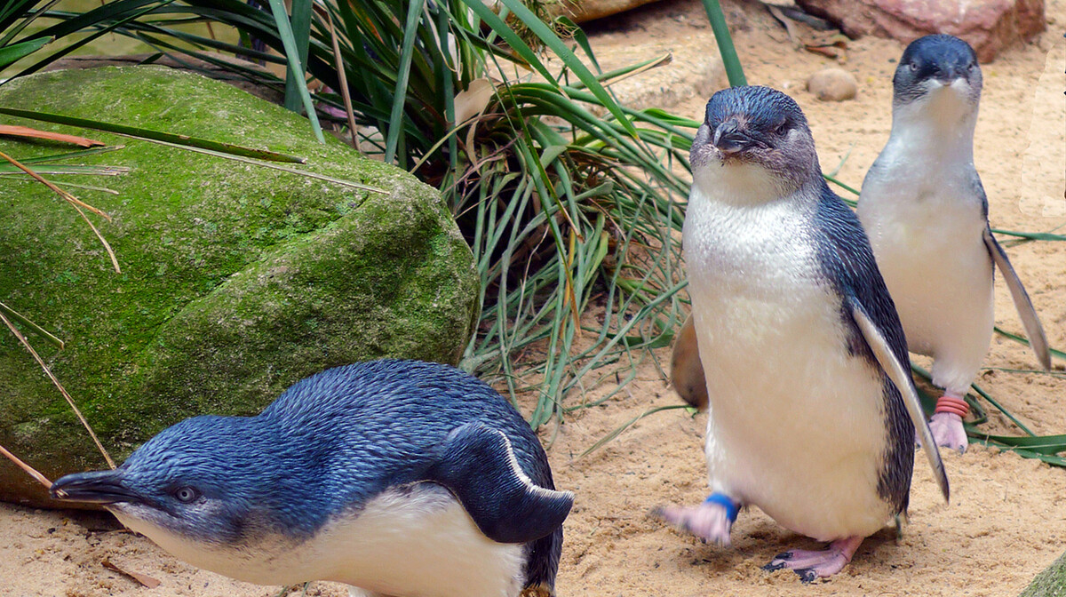 Pingvini na Phillip Island, putovanje Australija, daleka putovanja