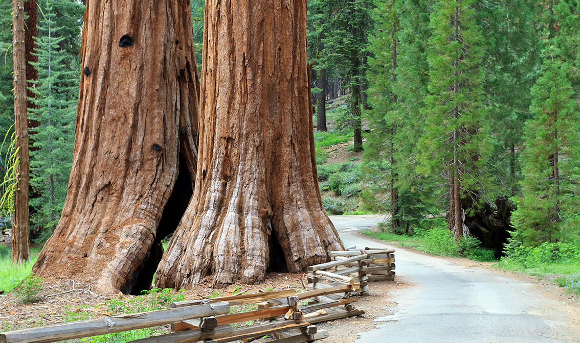 Divovske sekvoje u Nacionalnom parku Yosemite, putovanje Kalifornija, Amerika, daleka putovanja