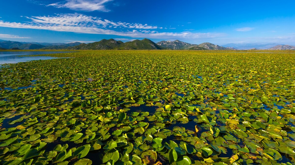 skadarsko jezero, Crna Gora, putovanje autobusom, mondo travel