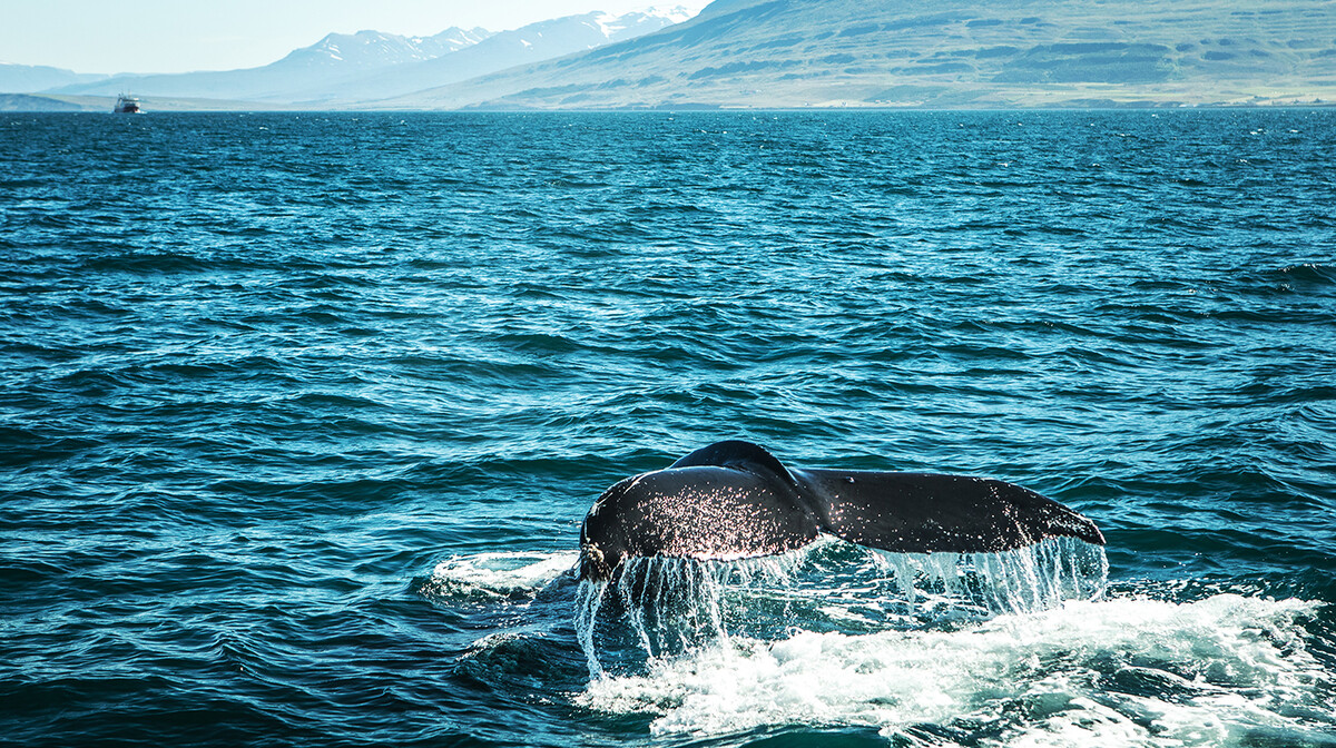 Uvala Faxaflói dom je raznih vrsta kitova, putovanje Island, let za Island