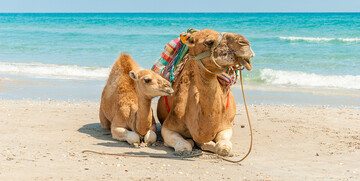 Deva na plaži, ljetovanje Tunis, mediteran, let posebnim zrakoplovom za tunis, garantirani polasci