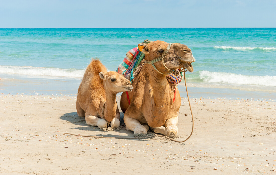 Deva na plaži, ljetovanje Tunis, mediteran, let posebnim zrakoplovom za tunis, garantirani polasci